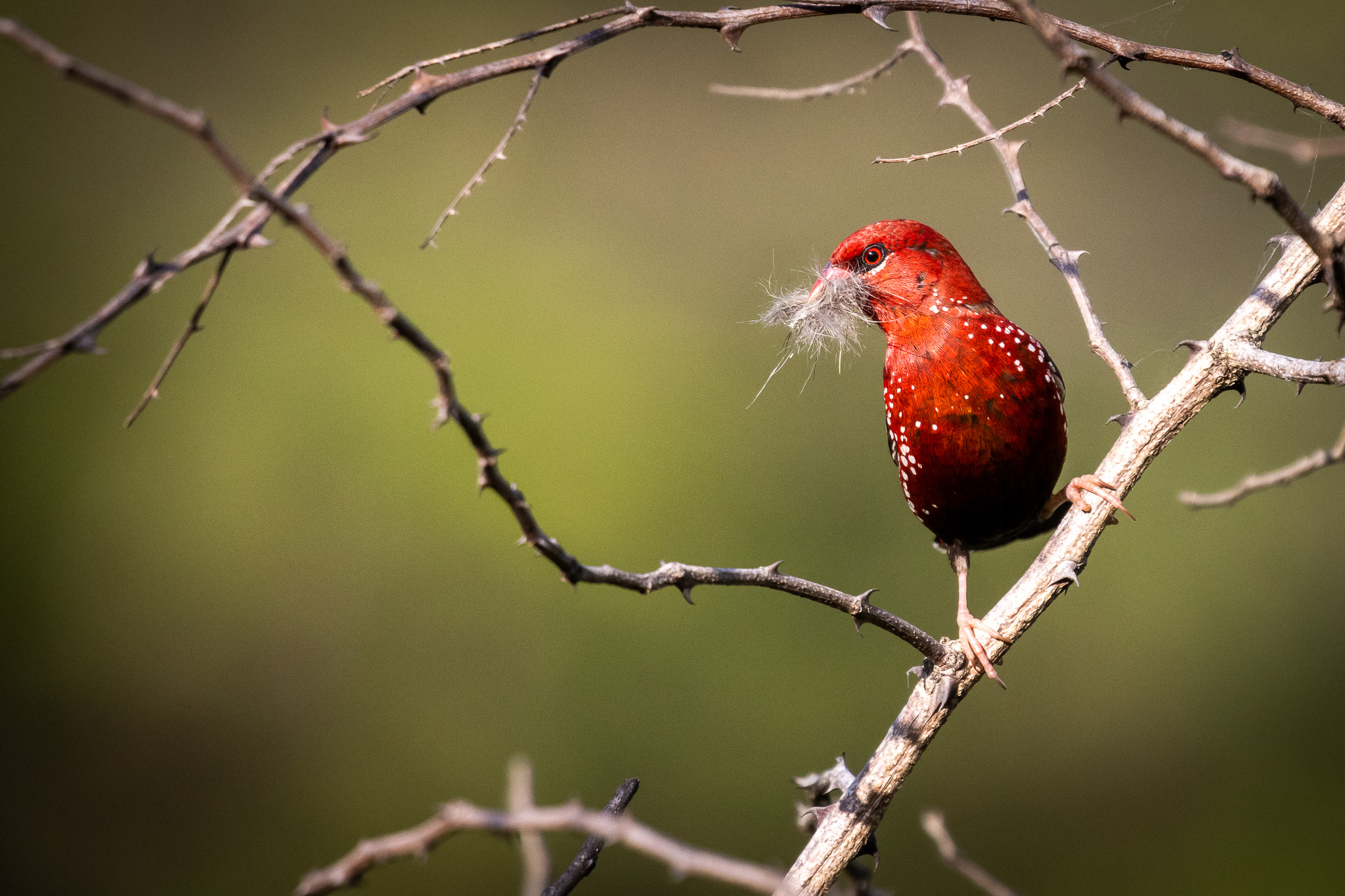Red Avadavat perched on a thorny branch